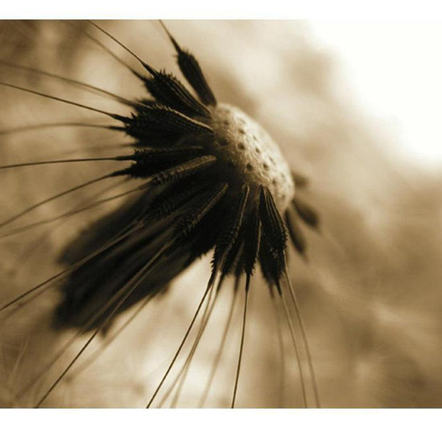 Floral Wallpaper Wall Mural - Dandelion in Sepia