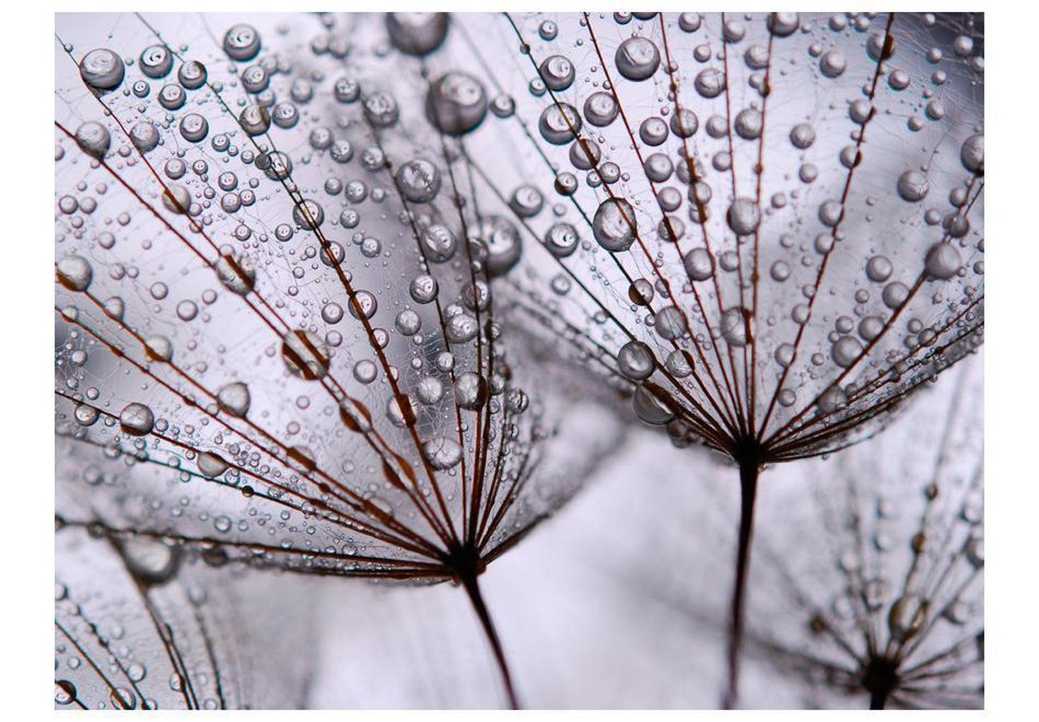 Floral Wallpaper Wall Mural - Dandelion And Morning Dew