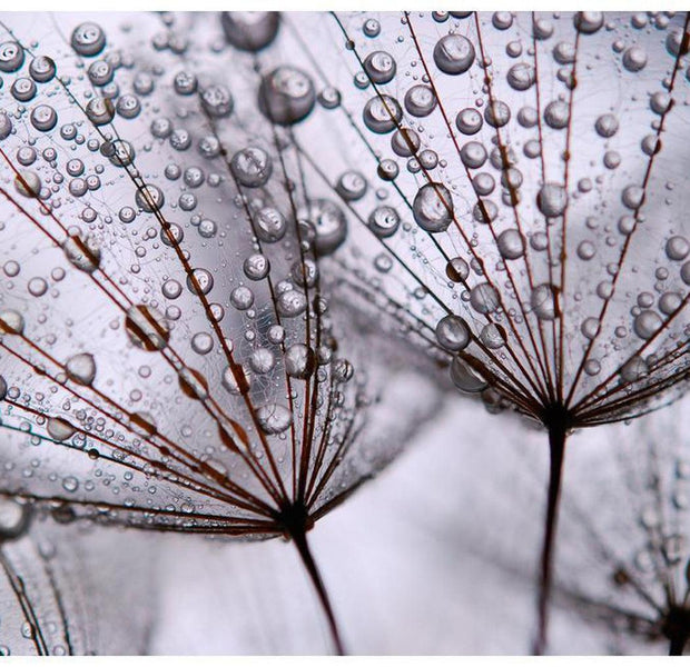 Floral Wallpaper Wall Mural - Dandelion And Morning Dew