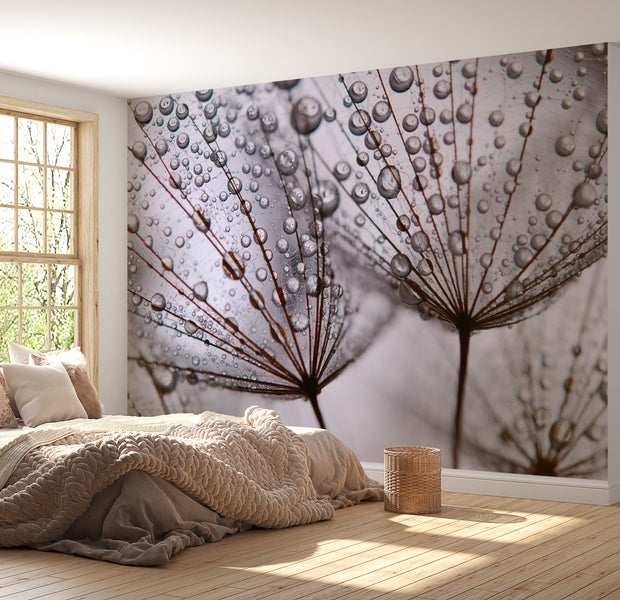 Floral Wallpaper Wall Mural - Dandelion And Morning Dew