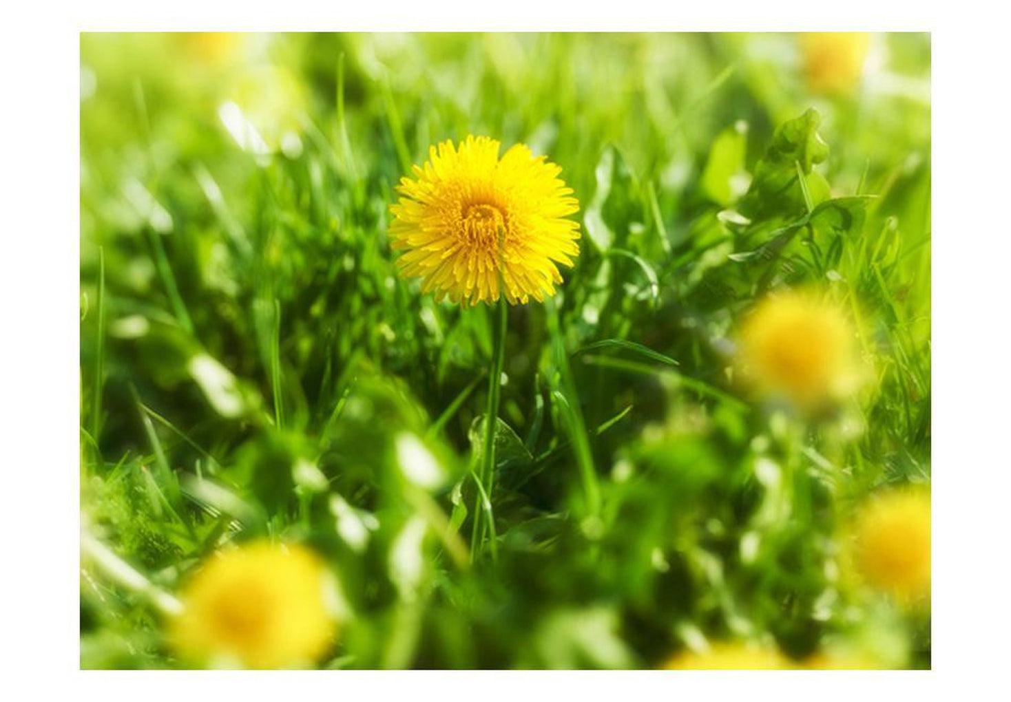 Floral Wallpaper Wall Mural - Dandelion Flowers