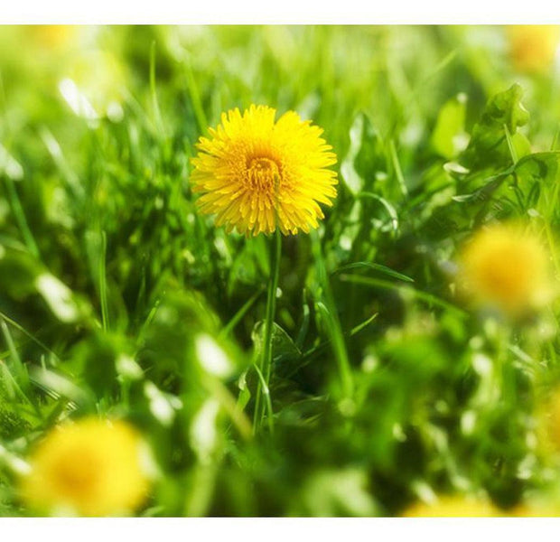 Floral Wallpaper Wall Mural - Dandelion Flowers
