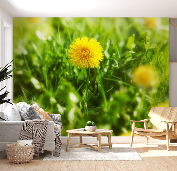 Floral Wallpaper Wall Mural - Dandelion Flowers