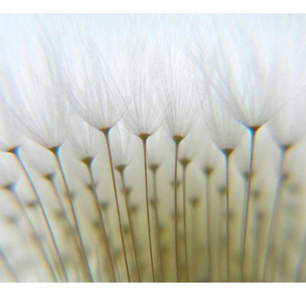 Floral Wallpaper Wall Mural - Dandelion Forest