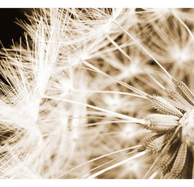 Floral Wallpaper Wall Mural - Dandelion Close Up