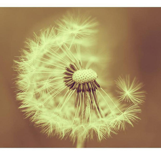 Floral Wallpaper Wall Mural - Dandelion In Summer Light