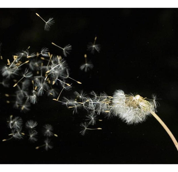 Floral Wallpaper Wall Mural - Dandelion Seeds