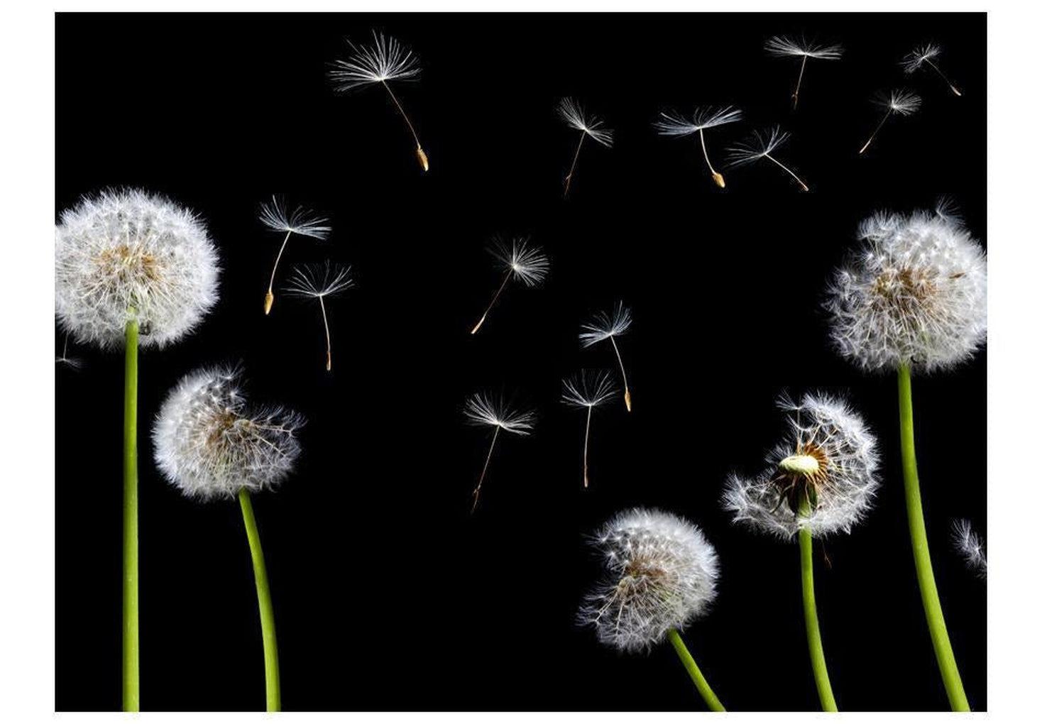 Floral Wallpaper Wall Mural - Dandelions In The Wind