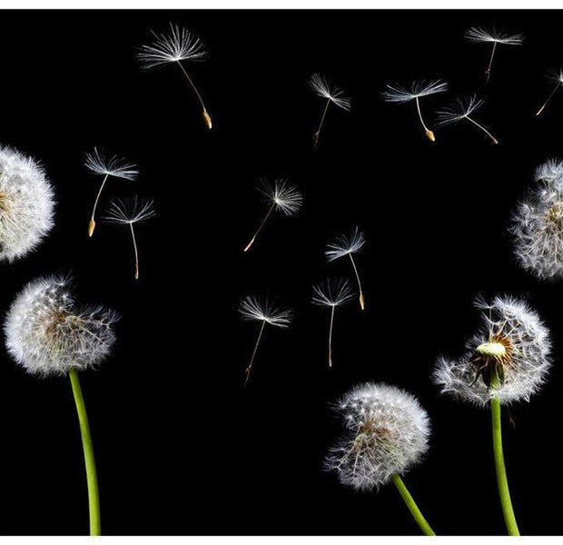 Floral Wallpaper Wall Mural - Dandelions In The Wind