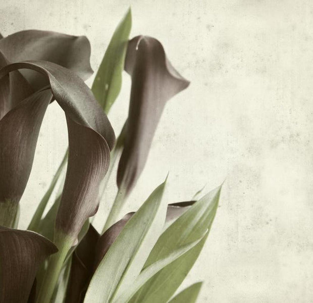 Floral Wallpaper Wall Mural - Dark Purple Calla Lilies