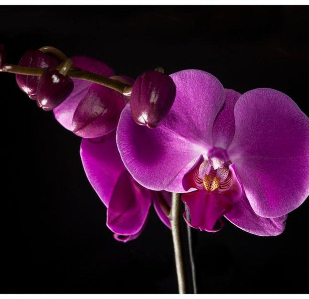 Floral Wallpaper Wall Mural - Elegant Orchis