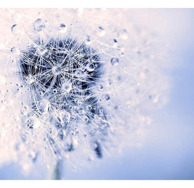 Floral Wallpaper Wall Mural - Morning Dandelion