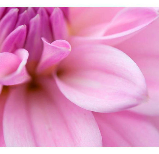 Floral Wallpaper Wall Mural - Flower Petals Dahlia