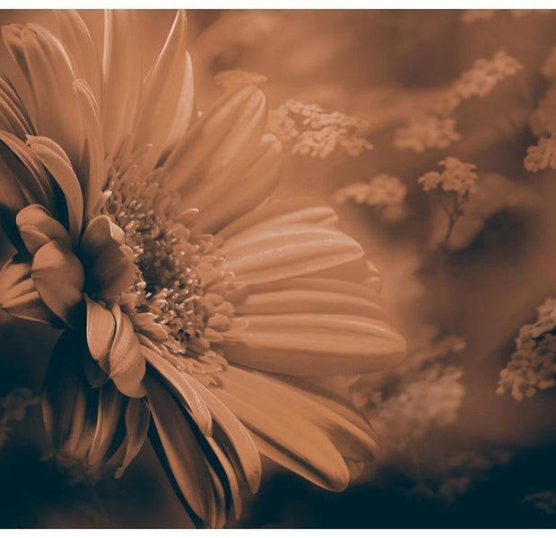 Floral Wallpaper Wall Mural - Gerbera In Bronze