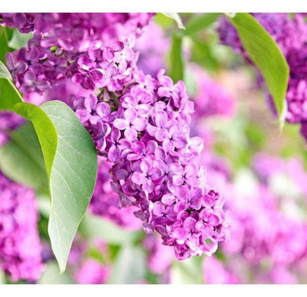 Floral Wallpaper Wall Mural - Lilac Flowers