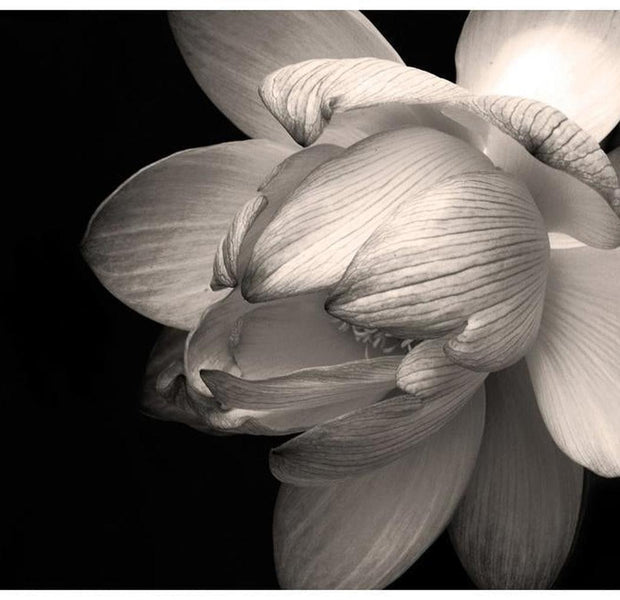 Floral Wallpaper Wall Mural - Lotus Flower