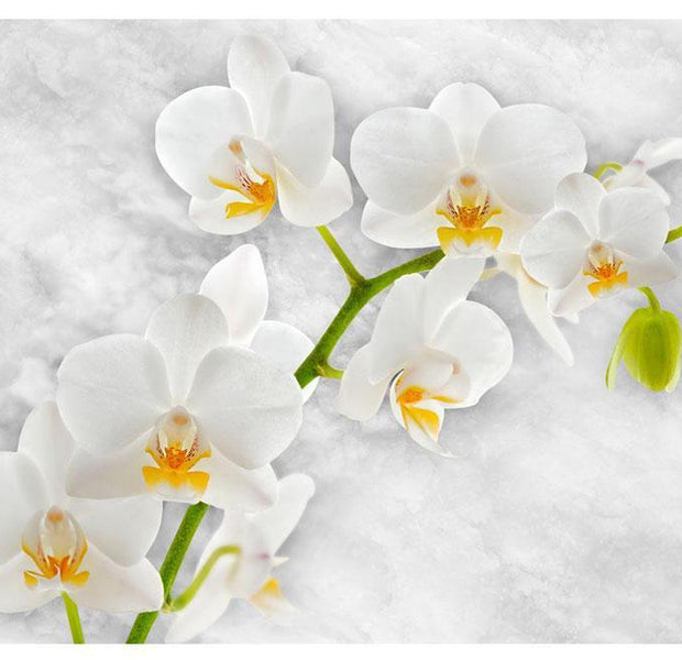 Floral Wallpaper Wall Mural - Lyrical Orchid - White