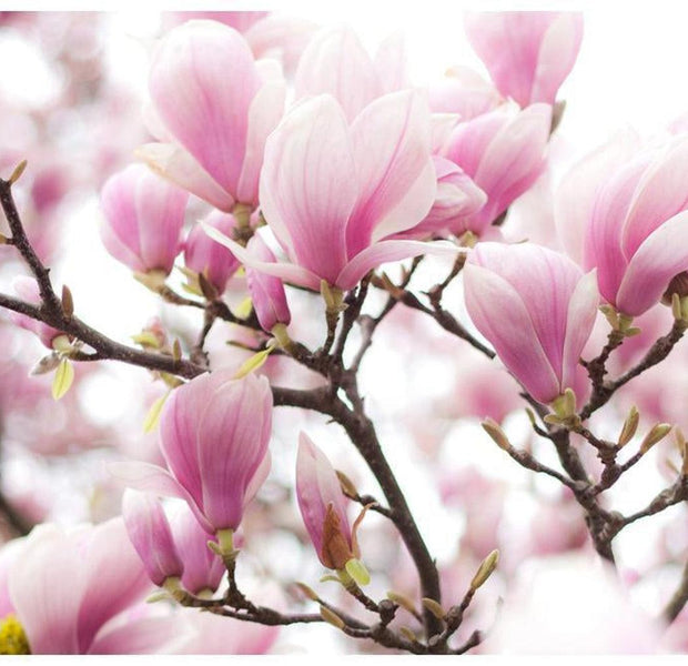 Floral Wallpaper Wall Mural - Magnolia Bloosom