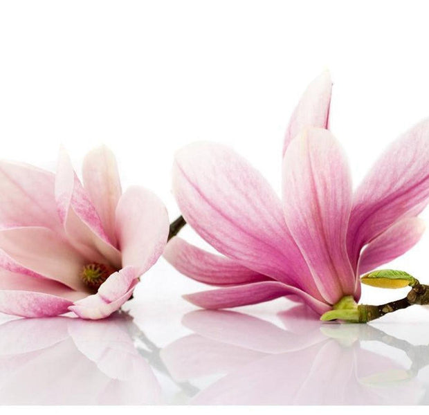 Floral Wallpaper Wall Mural - Magnolia Flower