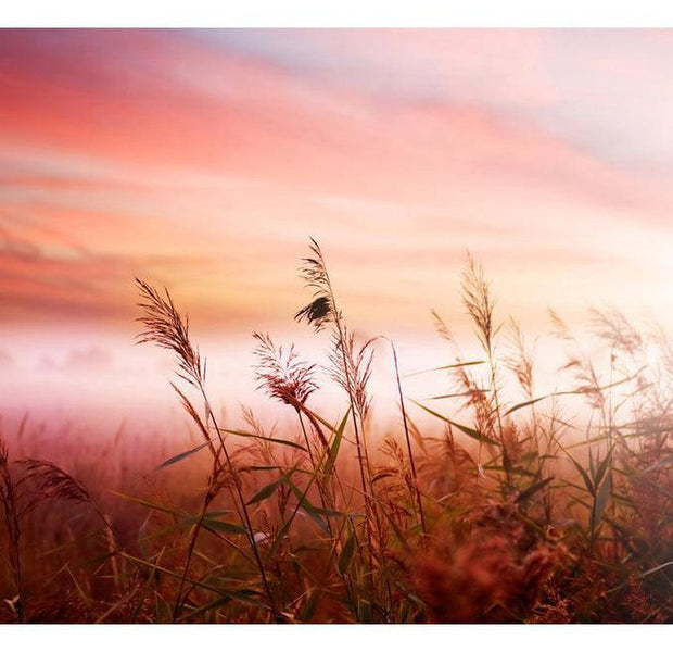 Floral Wallpaper Wall Mural - Morning Meadow