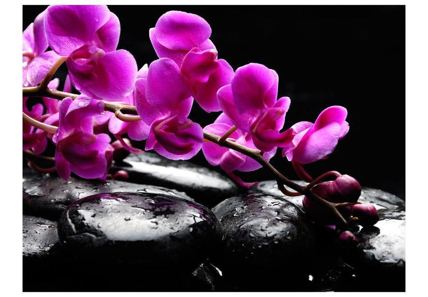 Floral Wallpaper Wall Mural - Orchid Flower & Stones