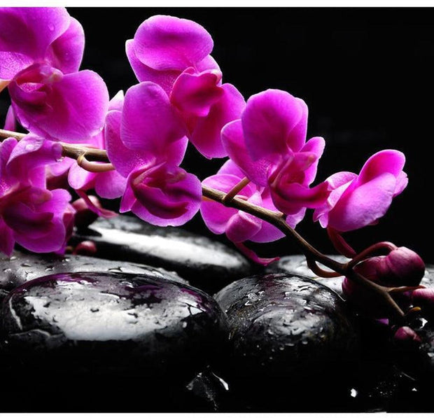 Floral Wallpaper Wall Mural - Orchid Flower & Stones