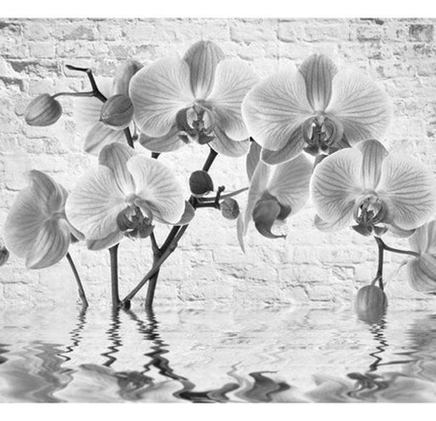 Floral Wallpaper Wall Mural - Orchid In Shades Of Gray