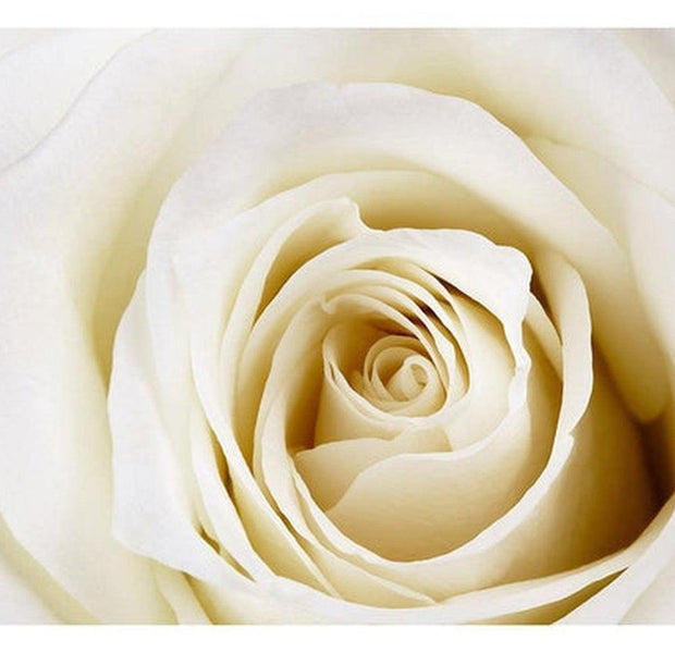 Floral Wallpaper Wall Mural - Pearl Rose