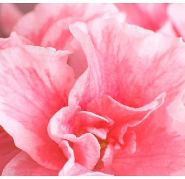 Floral Wallpaper Wall Mural - Pink Azalea Flowers