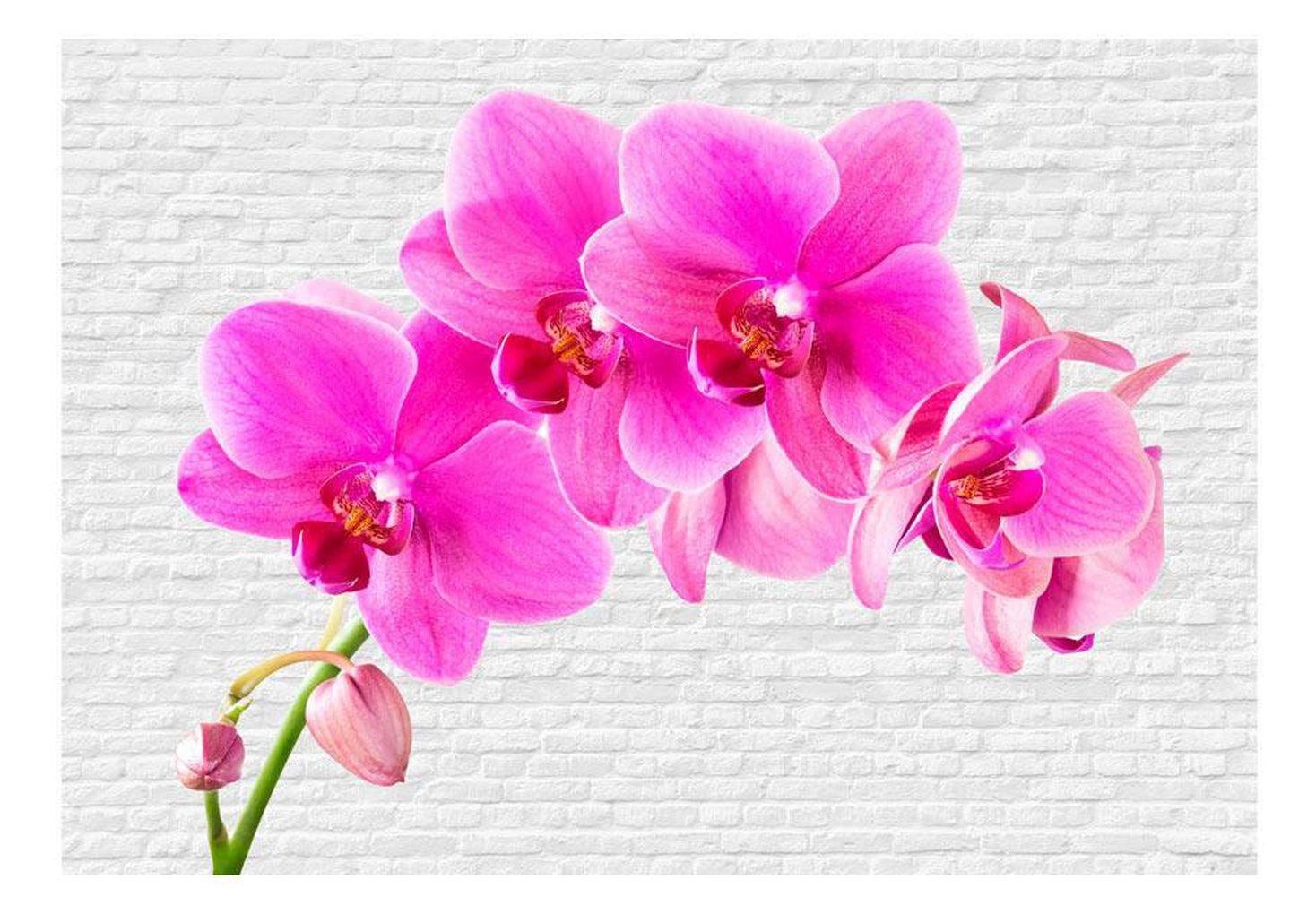 Floral Wallpaper Wall Mural - Pink Excitation