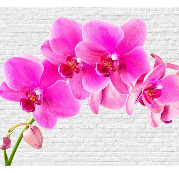 Floral Wallpaper Wall Mural - Pink Excitation