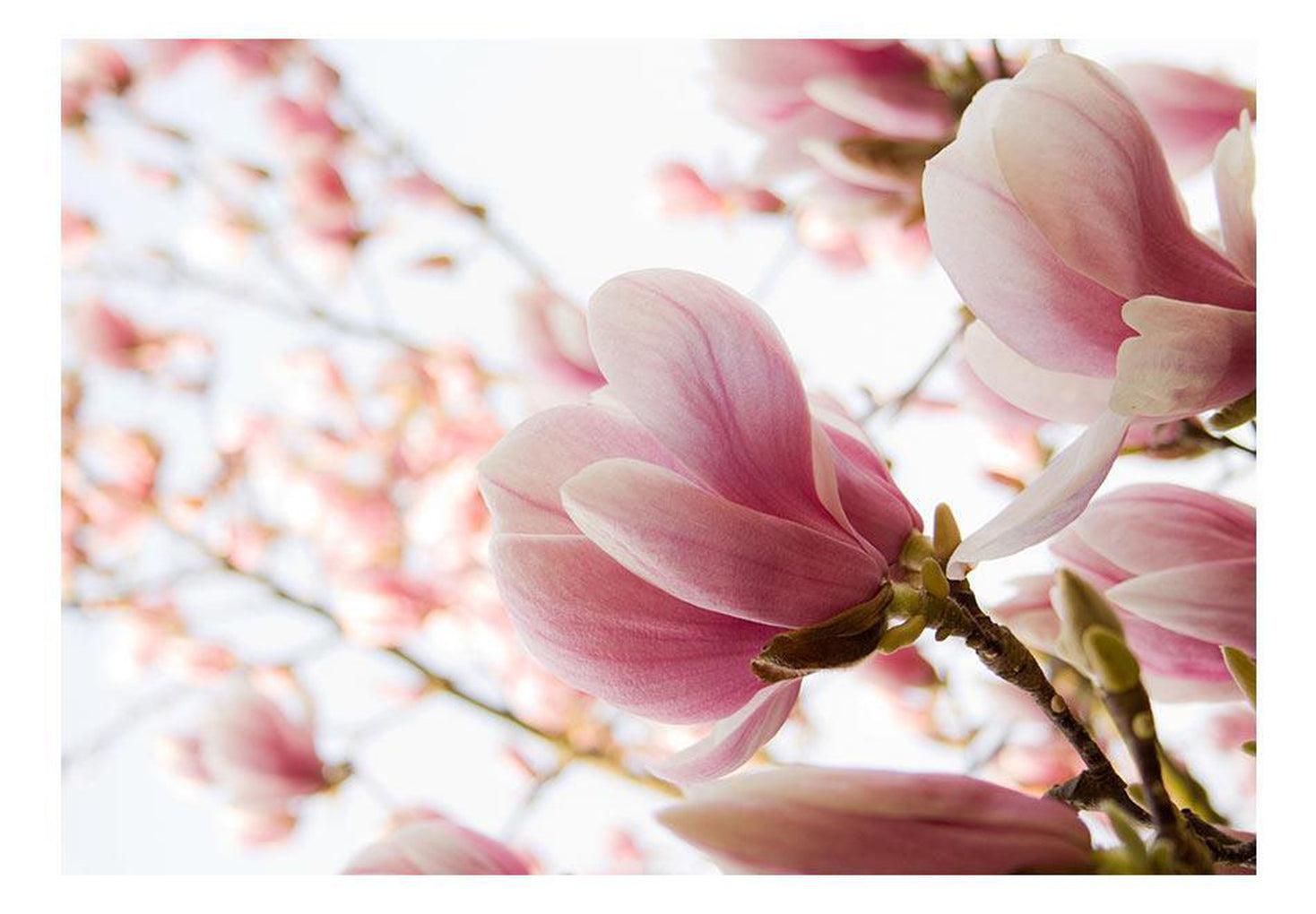 Floral Wallpaper Wall Mural - Pink Magnolia