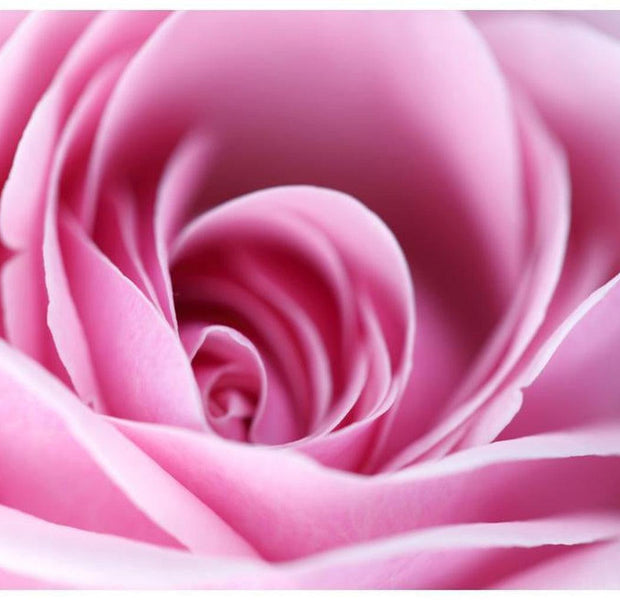 Floral Wallpaper Wall Mural - Pink Rose