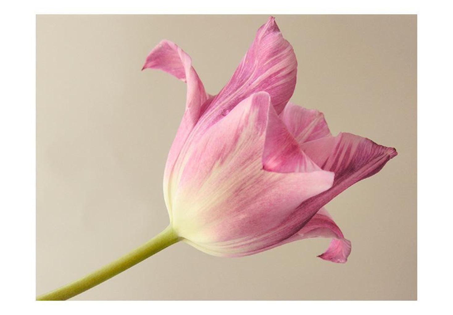 Floral Wallpaper Wall Mural - Pink Tulip