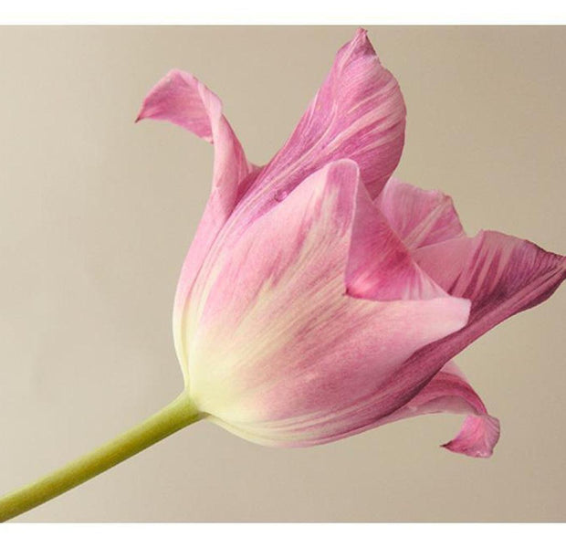 Floral Wallpaper Wall Mural - Pink Tulip