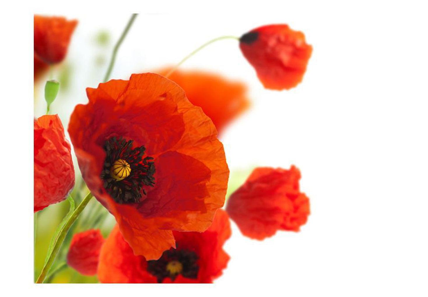 Floral Wallpaper Wall Mural - Poppies On White Background