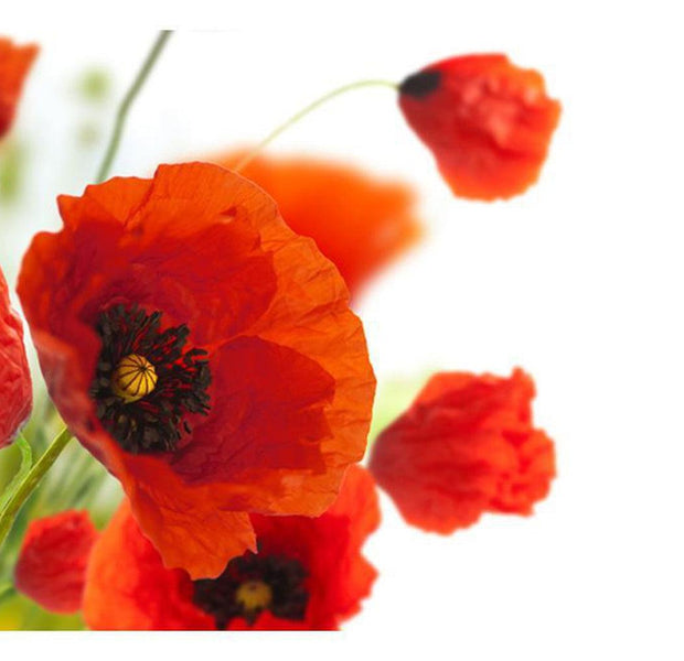 Floral Wallpaper Wall Mural - Poppies On White Background