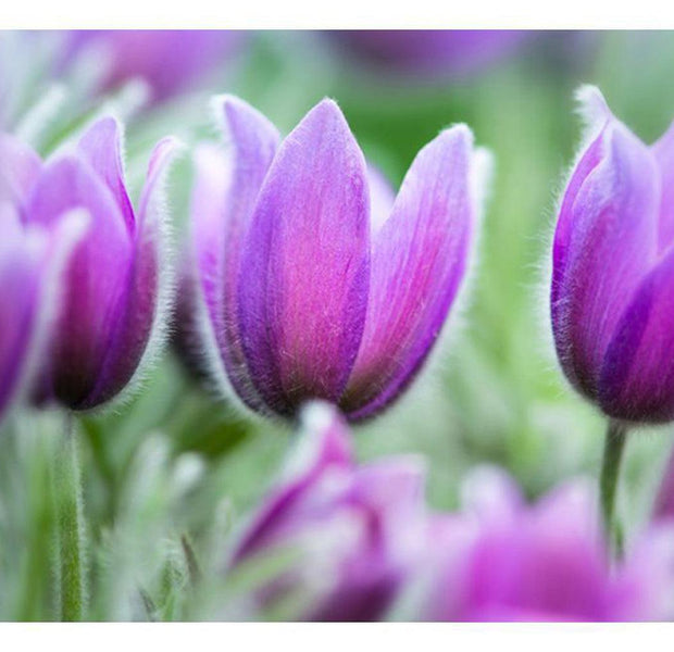 Floral Wallpaper Wall Mural - Purple Spring Tulips