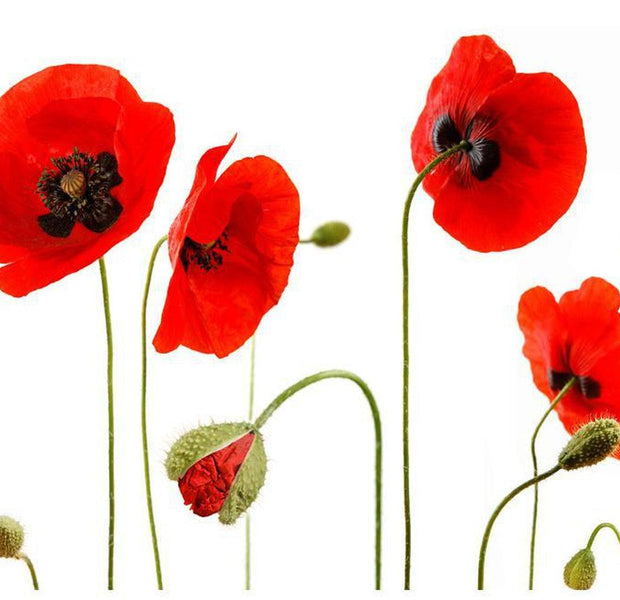 Floral Wallpaper Wall Mural - Red Poppies Summertime
