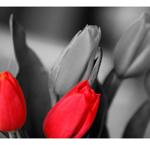 Floral Wallpaper Wall Mural - Red Tulips On Black And White Background