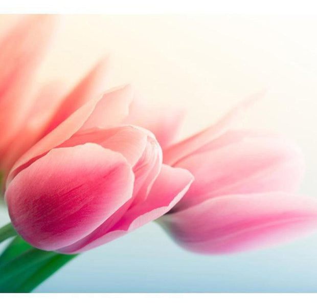 Floral Wallpaper Wall Mural - Spring And Tulips