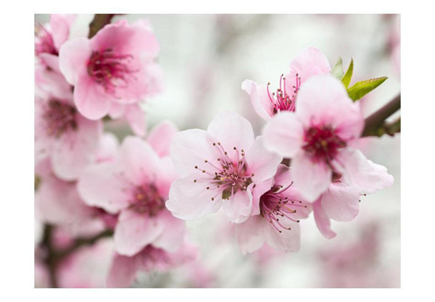 Floral Wallpaper Wall Mural - Spring, Blooming Tree - Pink Flowers