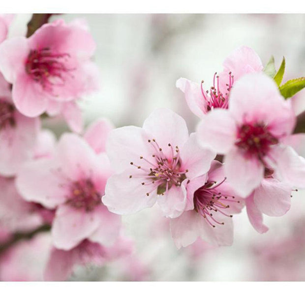 Floral Wallpaper Wall Mural - Spring, Blooming Tree - Pink Flowers