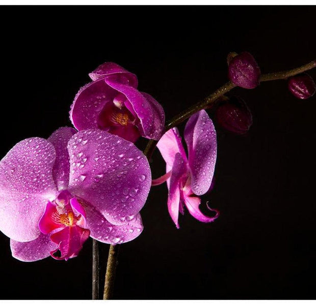 Floral Wallpaper Wall Mural - Stylish Orchis