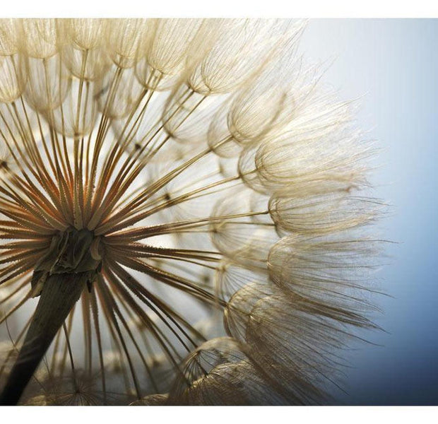 Floral Wallpaper Wall Mural - Summer Dandelion Delight