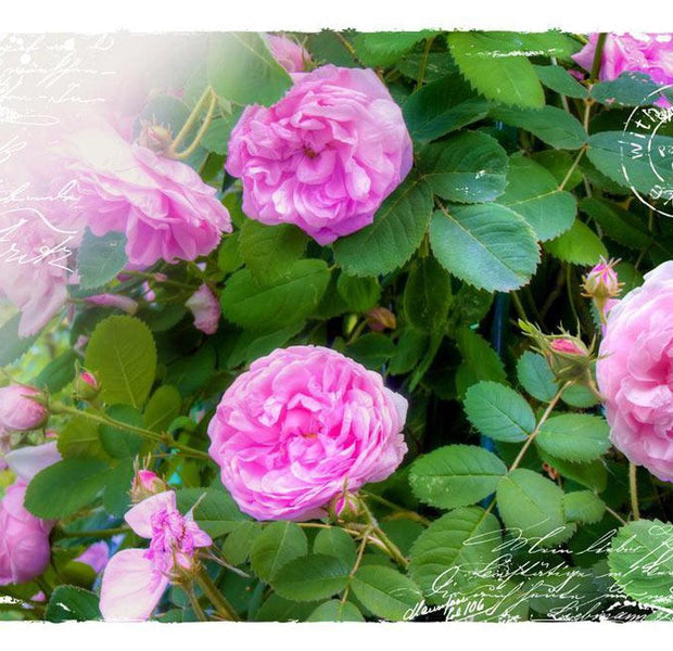 Floral Wallpaper Wall Mural - Summer Garden