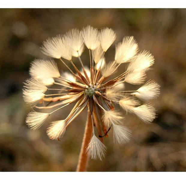 Floral Wallpaper Wall Mural - Summer Time Dandelion