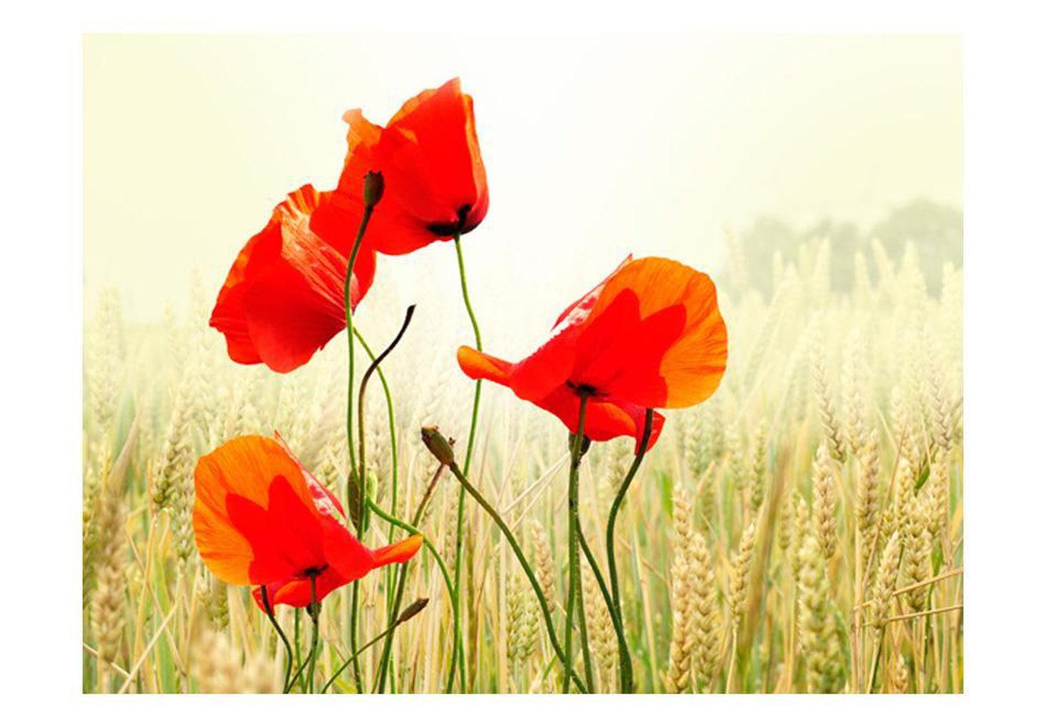 Floral Wallpaper Wall Mural - The Beauty Of Wild Poppies