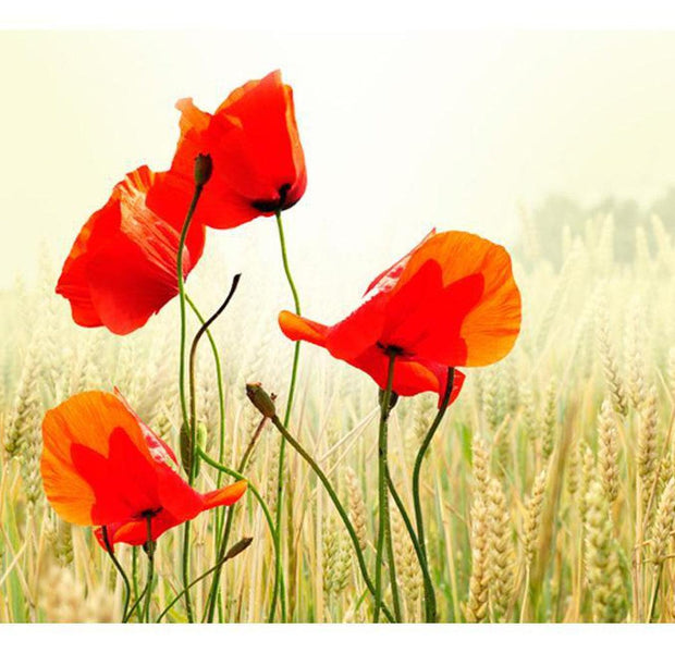 Floral Wallpaper Wall Mural - The Beauty Of Wild Poppies