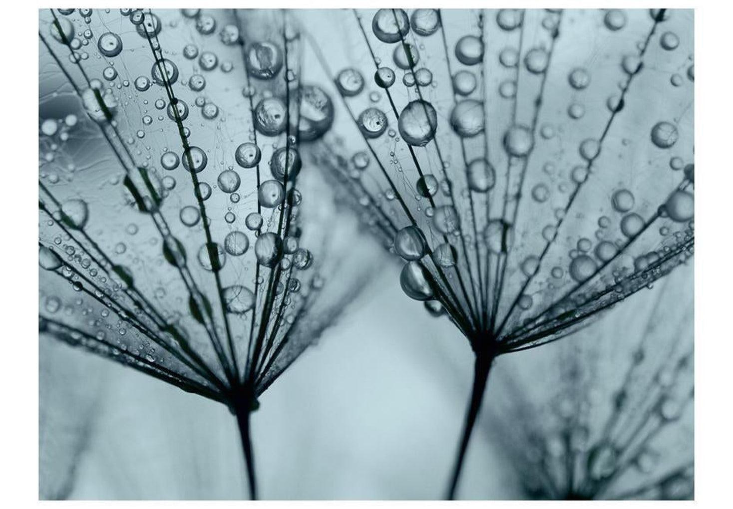 Floral Wallpaper Wall Mural - Dandelion Raindrops